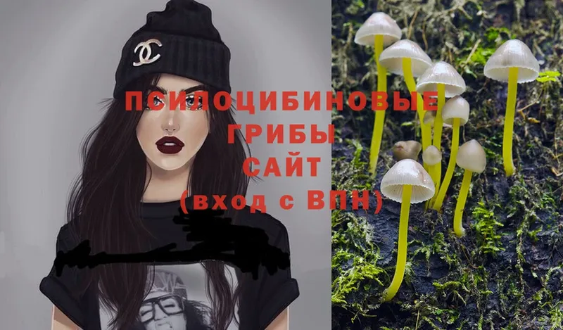 наркотики  Кадников  Галлюциногенные грибы Psilocybe 